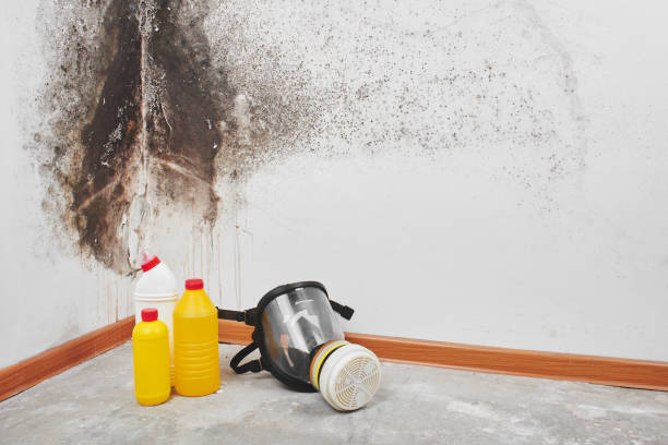 Best Certified Mold Removal  in Medpolis, IA