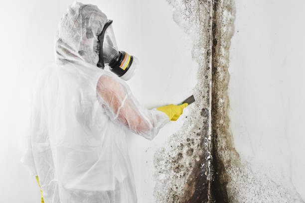 Best Mold Remediation Services  in Medpolis, IA