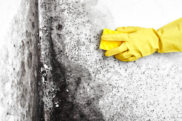 Best Mold Cleaning Services  in Medpolis, IA