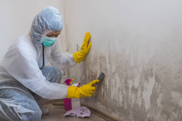 Best Toxic Mold Removal  in Medpolis, IA