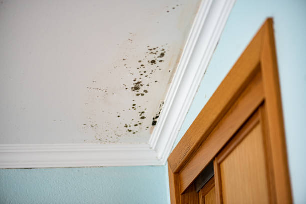 Best Emergency Mold Removal  in Medpolis, IA