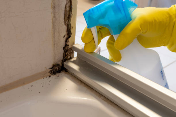 Best Black Mold Removal  in Medpolis, IA