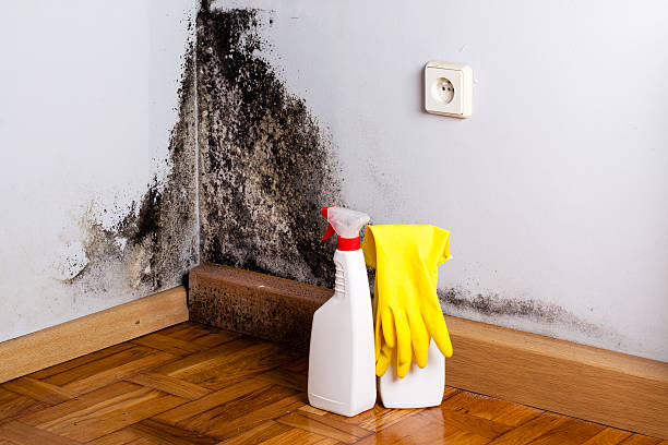 Best Fast Mold Removal  in Medpolis, IA