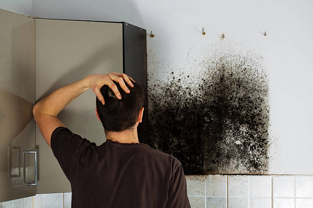 Best Emergency Mold Removal  in Medpolis, IA