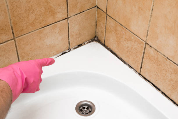Crawl Space Mold Removal in Mediapolis, IA