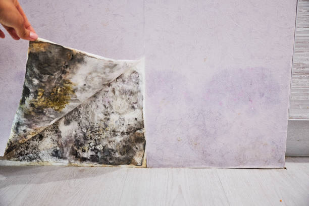 Trusted Mediapolis, IA Mold Removal Experts